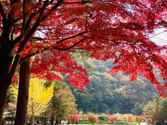 Kawaguchiko-mua thu -autumn-du-lich-nhat-ban-tu-tuc